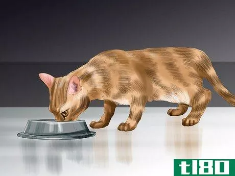 如何鼓励你的猫吃东西(encourage your cat to eat)