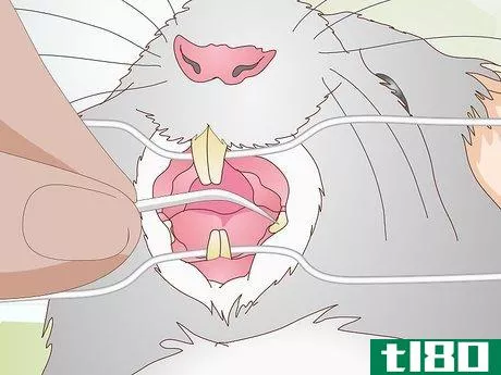 Image titled Diagnose Hamster Dental Problems Step 11