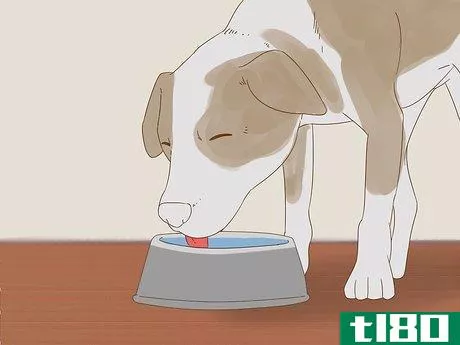 Image titled Detect Diabetes in Dogs Step 4