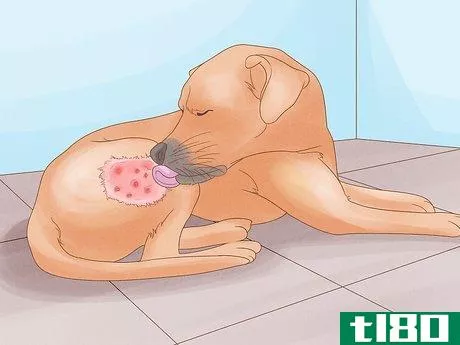 Image titled Diagnose and Treat Your Dog's Itchy Skin Problems Step 2