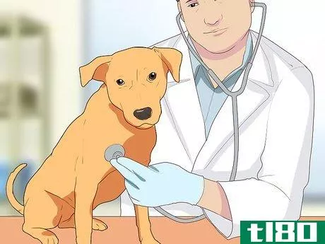 Image titled Diagnose Coughing in Dogs Step 10