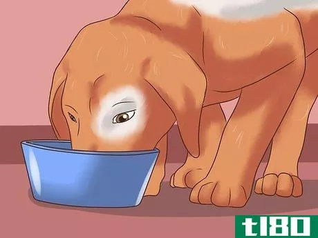 Image titled Detect Canine Hip Dysplasia Step 17