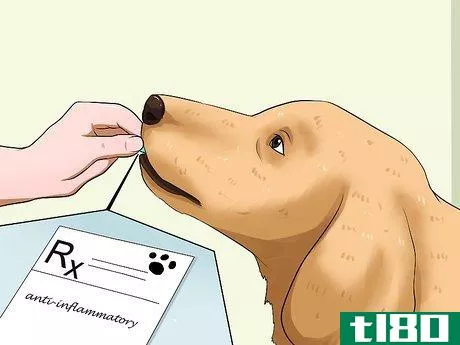 Image titled Diagnose Canine Allergies Step 12