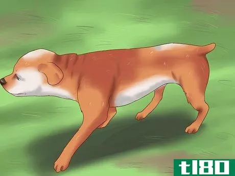 Image titled Detect Canine Hip Dysplasia Step 2