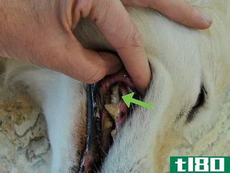 Image titled Diagnose Canine Periodontal Disease Step 5