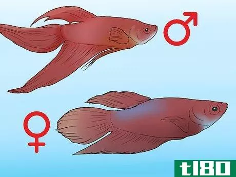 如何确定斗鱼的性别(determine the sex of a betta fish)