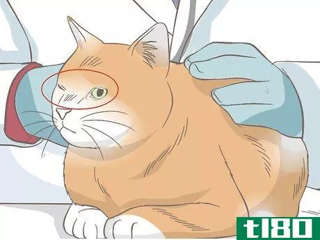 Image titled Diagnose Keratitis in Cats Step 5