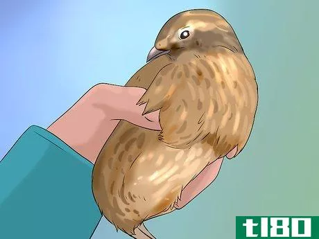 Image titled Determine Sex of a Quail Step 2