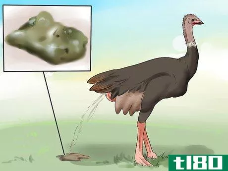 如何在emu中诊断疾病(diagnose illness in an emu)