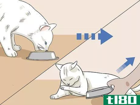 Image titled Feed a Diabetic Cat Step 10