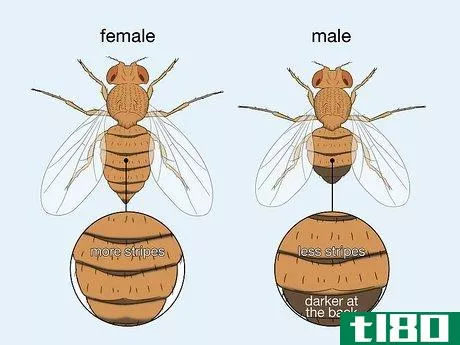 如何区分雄果蝇和雌果蝇(distinguish between male and female fruit flies)