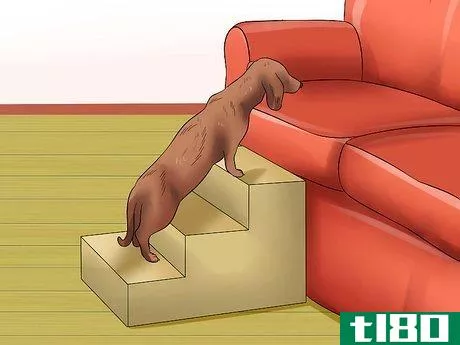 Image titled Diagnose Back Problems in Dachshunds Step 9