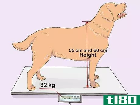 Image titled Breed Labradors Step 7