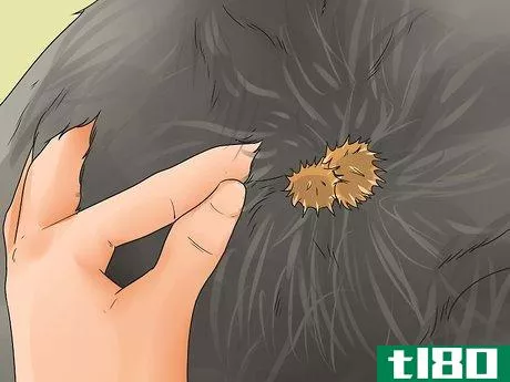 Image titled Get Burrs Out of Dog Hair Step 1