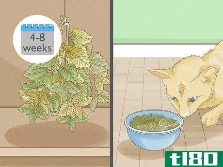 Image titled Dry Fresh Grown Catnip Step 5