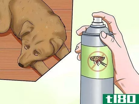 Image titled Diagnose Canine Allergies Step 5