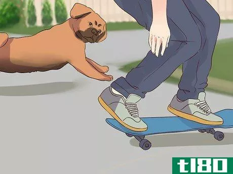 Image titled Exercise With Your Dog Step 16