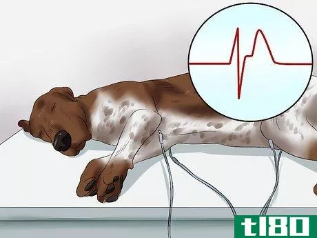 Image titled Diagnose Aortic Stenosis in German Shorthaired Pointers Step 8