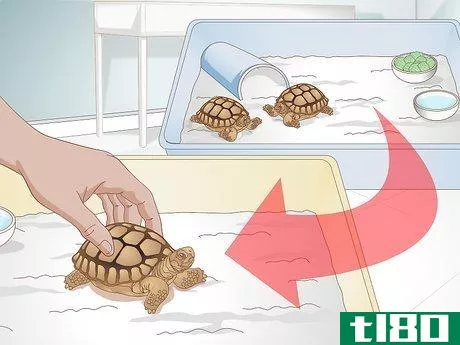 Image titled Diagnose Stomatitis in Tortoises Step 10