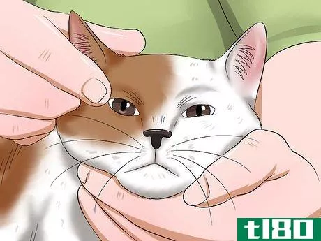 Image titled Diagnose Conjunctivitis in Cats Step 5