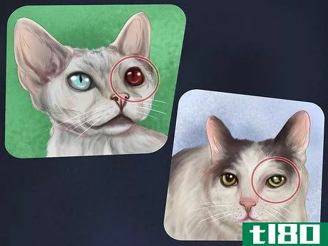Image titled Diagnose Feline Cataracts Step 6