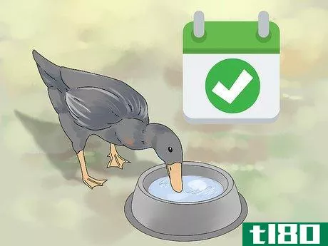 Image titled Feed Ducks Step 2