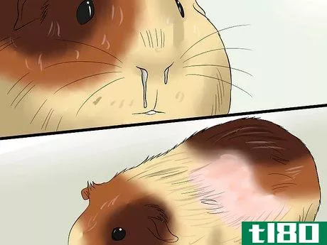 Image titled Feed Guinea Pigs Vitamin C Step 9