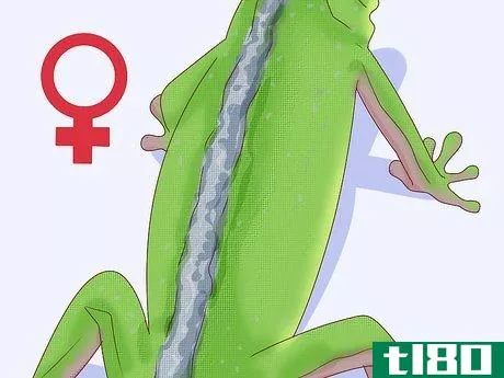 Image titled Determine the Sex of a Green Anole Step 2
