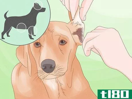 Image titled Diagnose and Treat Your Dog's Itchy Skin Problems Step 7