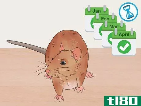 如何宠物老鼠(desex a pet rat)