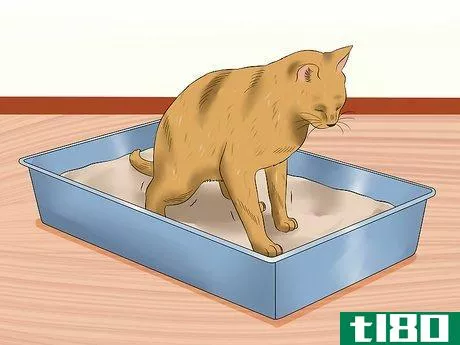 Image titled Ensure That Your Cat Finishes Its Food Step 10