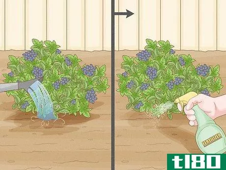 Image titled Fertilize Blueberries Step 11