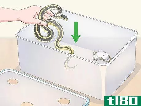 Image titled Feed a Snake Frozen Food Step 13