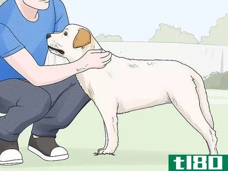 Image titled Identify a Labrador Retriever Step 7