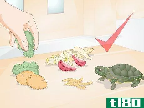 Image titled Feed Your Turtle if It is Refusing to Eat Step 11
