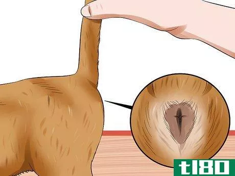Image titled Express a Cat's Anal Glands Step 4