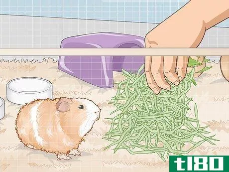 Image titled Ensure a Happy Life for Your Guinea Pig Step 11