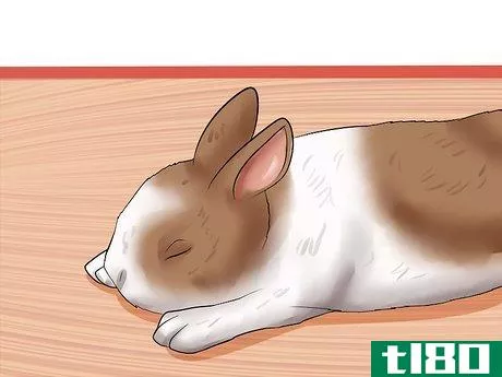 Image titled Diagnose Snuffles (Pasteurella) in Rabbits Step 7