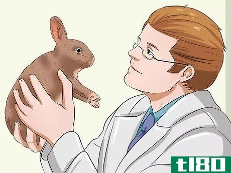 Image titled Diagnose Dental Problems in Rabbits Step 13