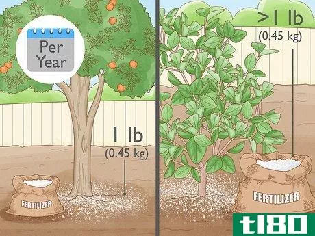 Image titled Fertilize a Citrus Tree Step 8
