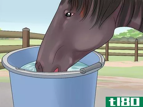 Image titled Feed a Starving Horse Step 12