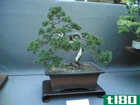 Image titled Bonsai Trees