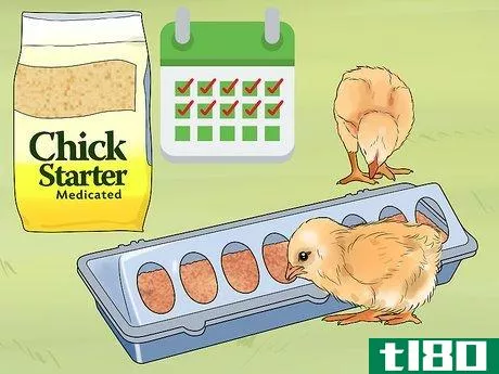 Image titled Feed Chicks Step 5