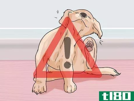 Image titled Dye Your Pet Step 14