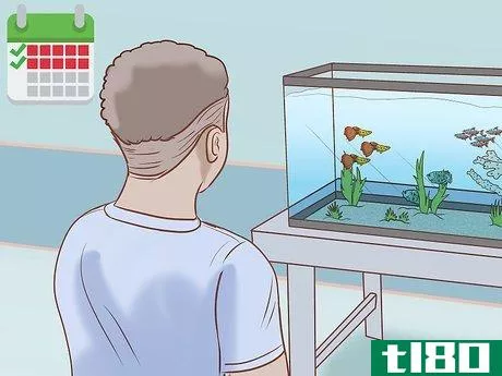 Image titled Find Compatible Tank Mates for Guppies Step 18