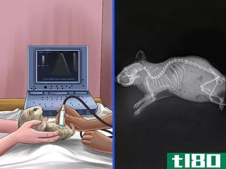 Image titled Diagnose Hamster Respiratory Illnesses Step 14