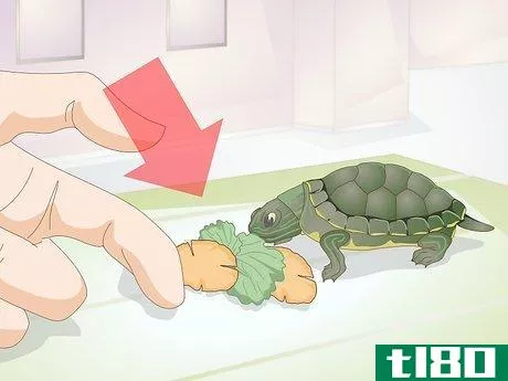 如何喂小海龟(feed a baby turtle)