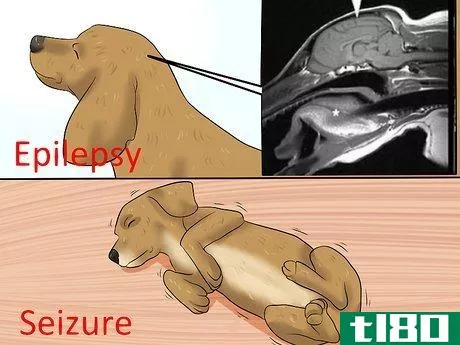 Image titled Diagnose Epilepsy in Beagles Step 5