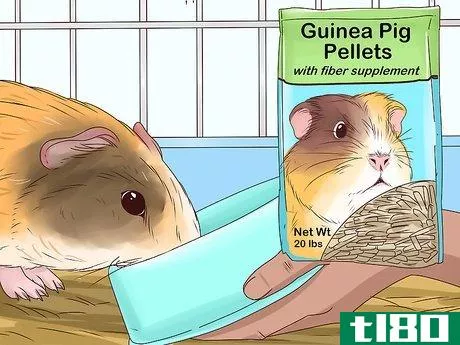 Image titled Feed a Guinea Pig Step 7