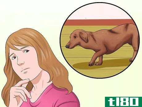 Image titled Diagnose Back Problems in Dachshunds Step 2